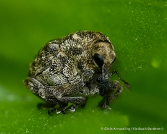 Acanthoscelidius acephalus