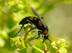 Eoferreola erythraea