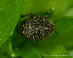 Acanthoscelidius acephalus