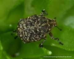 Acanthoscelidius acephalus