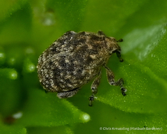 Acanthoscelidius acephalus