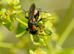 Eoferreola erythraea