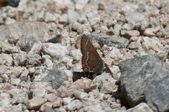 Callophrys johnsoni