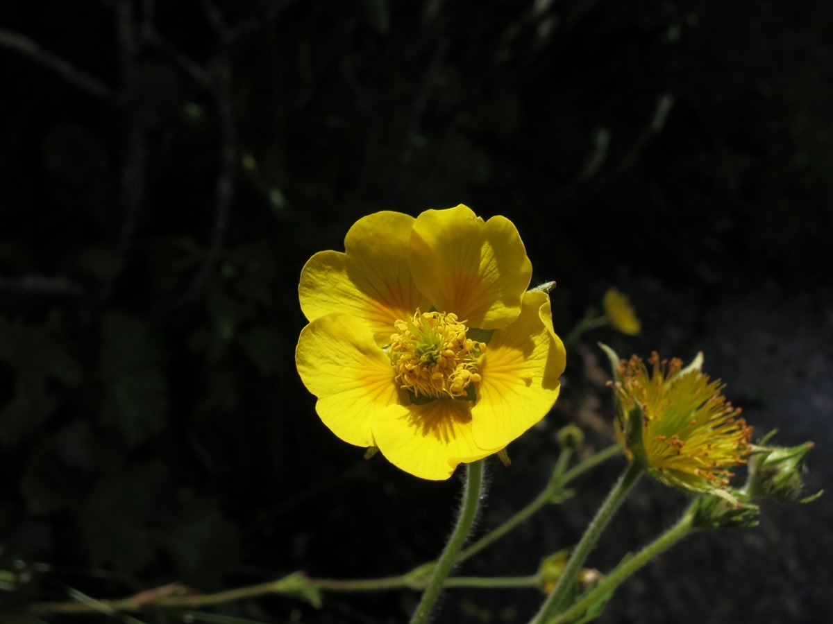 Geum radiatum