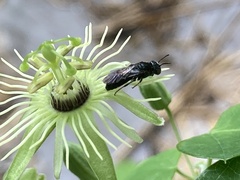 Protandrena passiflorae