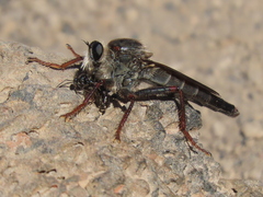 Stenopogon rufibarbis
