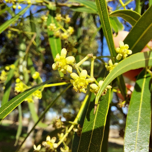Nectandra megapotamica