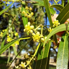 Nectandra angustifolia