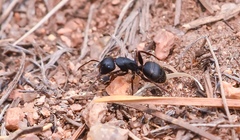 Camponotus modoc