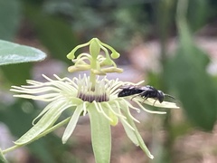 Protandrena passiflorae