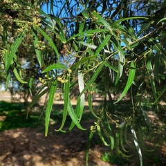 Nectandra angustifolia