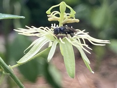 Protandrena passiflorae