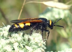 Scolia fuciformis