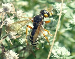 Cerceris tuberculata