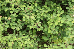 Amelanchier humilis