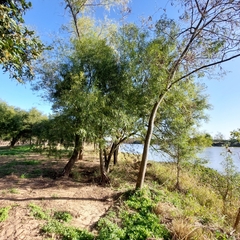 Nectandra angustifolia
