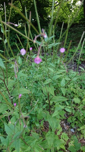 Epilobium montanum iNat (3)