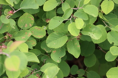 Amelanchier humilis