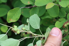 Amelanchier humilis