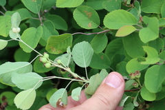 Amelanchier humilis