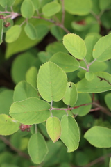 Amelanchier humilis