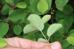 Amelanchier humilis