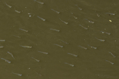 Oryzias dancena