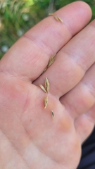 Poa anceps