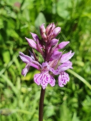 Dactylorhiza lapponica