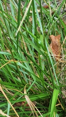 Poa anceps