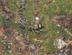 Chlorophorus signaticollis