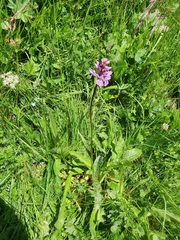 Dactylorhiza lapponica