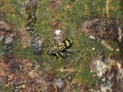 Chlorophorus signaticollis