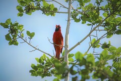 Cardinalis cardinalis cardinalis