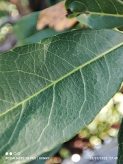 Elaeocarpus pedunculatus
