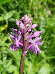 Dactylorhiza lapponica