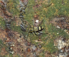 Chlorophorus signaticollis