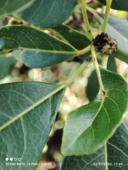Elaeocarpus pedunculatus