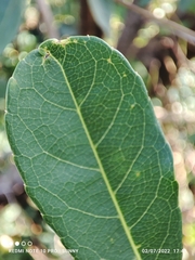 Elaeocarpus pedunculatus