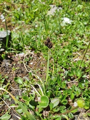 Carex parviflora