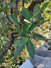 Elaeocarpus pedunculatus