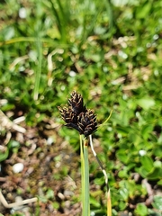 Carex parviflora