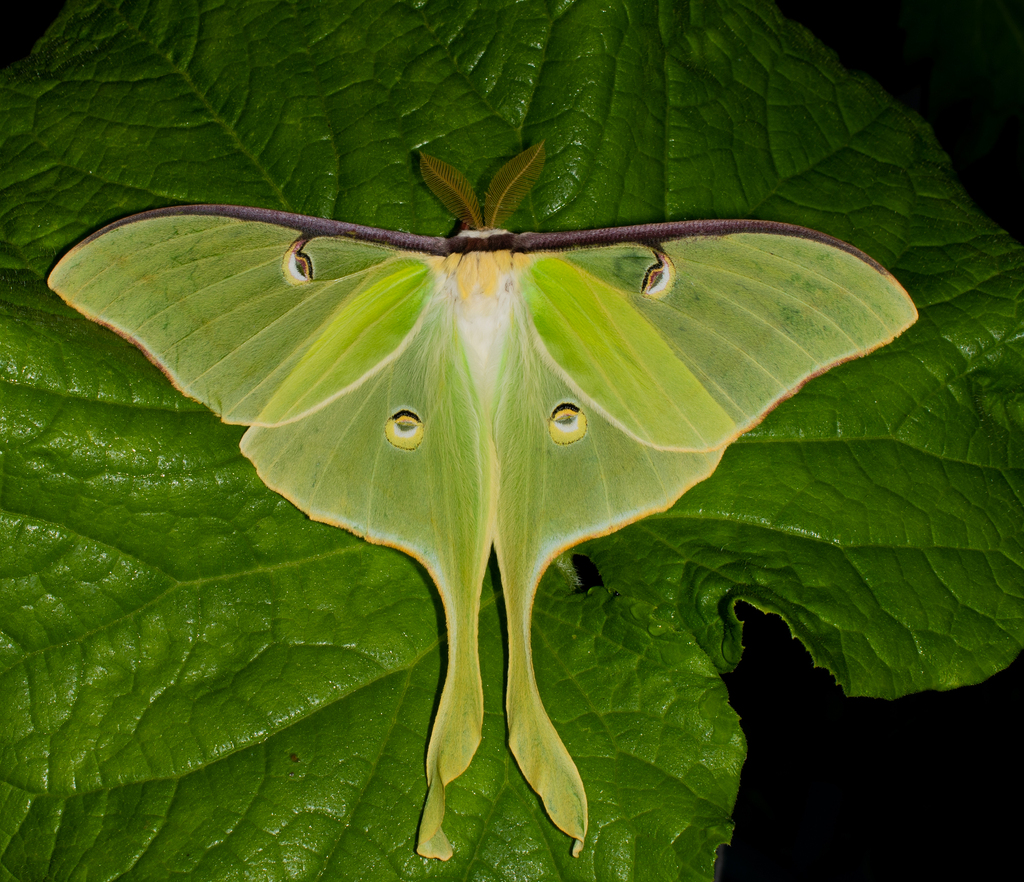 North American Luna Moth from Val-d'Or, QC, Canada on July 02, 2022 at ...