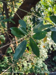 Elaeocarpus pedunculatus