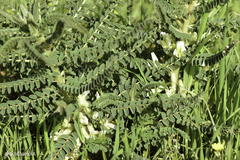 Astragalus aleppicus