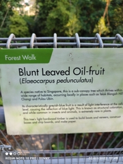 Elaeocarpus pedunculatus