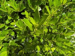Osmanthus heterophyllus