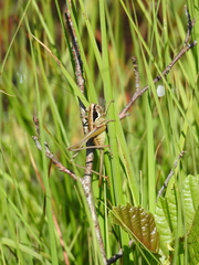 Pholidoptera littoralis