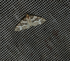 Electrophaes corylata