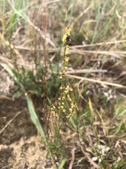 Rumex hastatulus